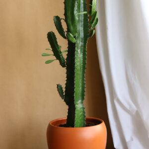 cactus with ceramic pot