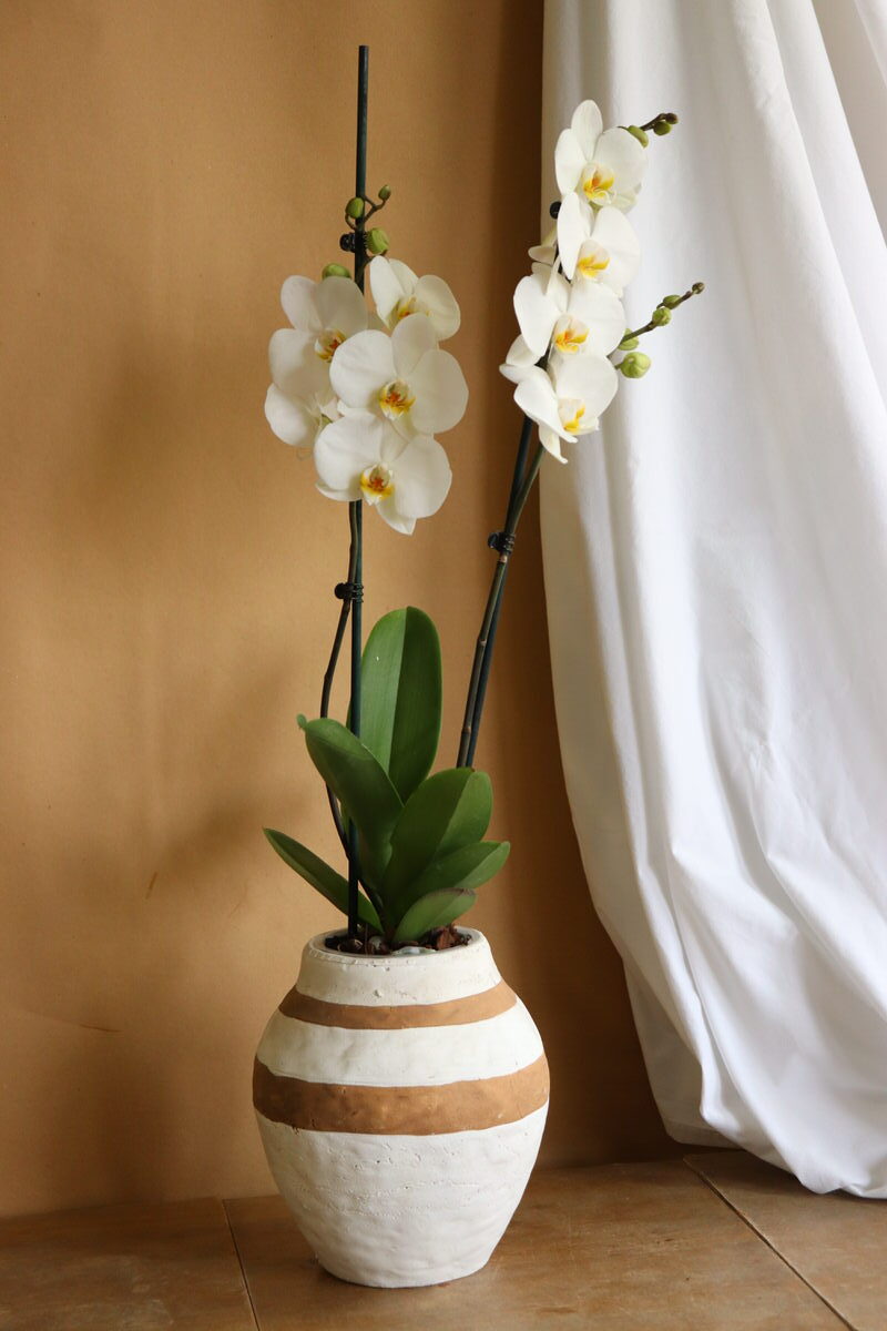 Orchid in ceramic boho vase