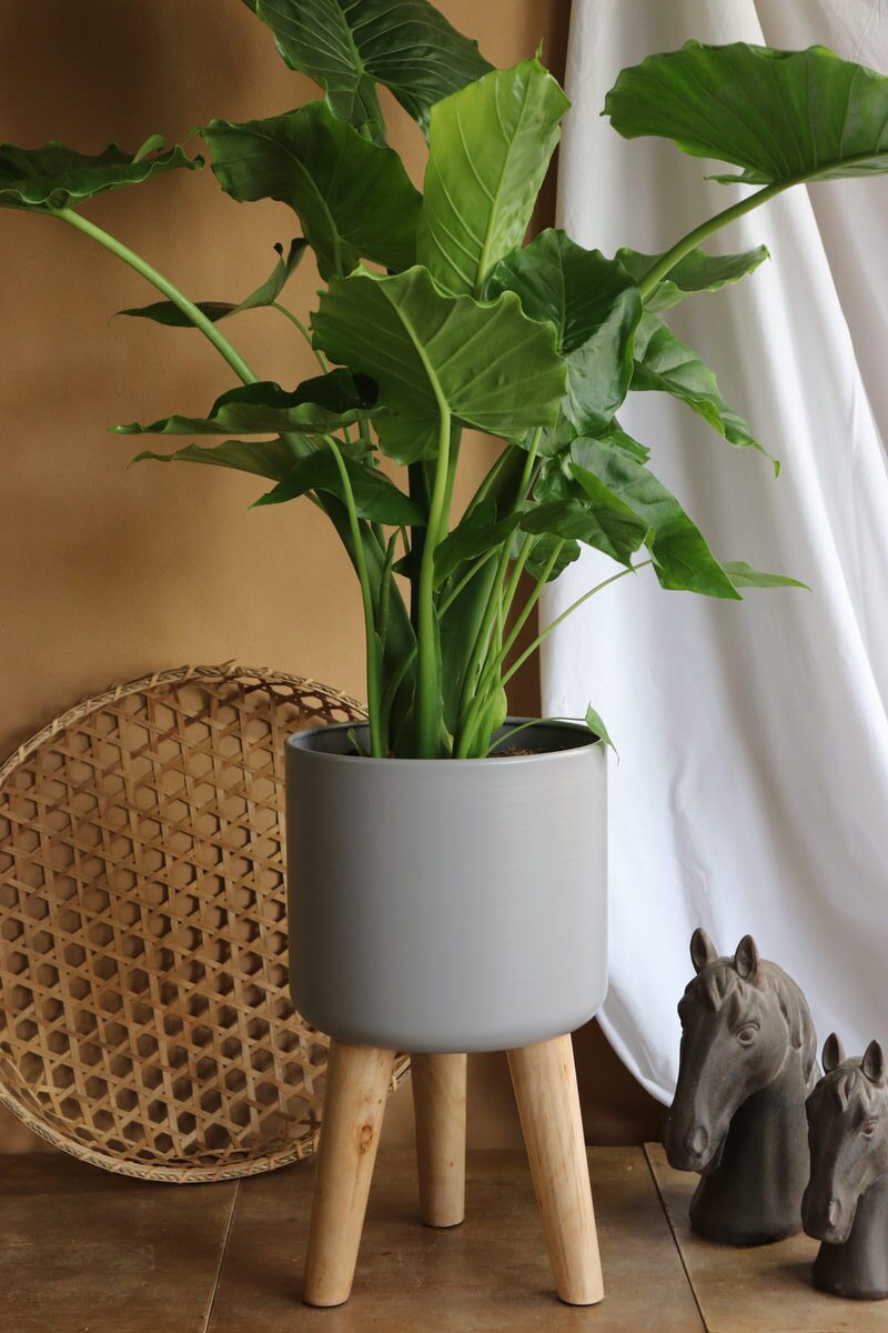IMG Calatheas in a metal pot with wooden legs